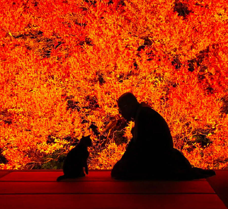 Fall leaves at Tanto Ankoku-ji temple