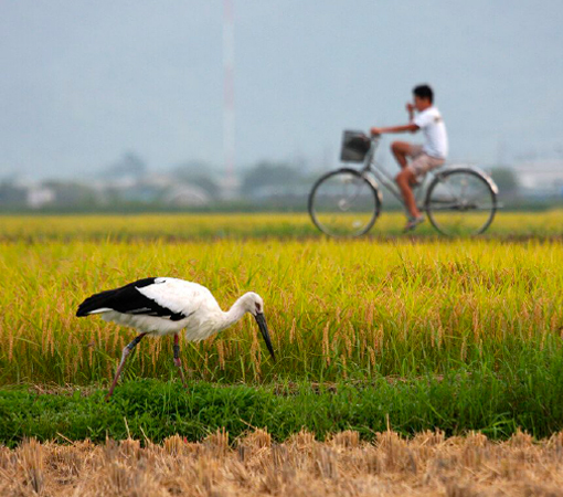 toyooka rice harvesting kounotori