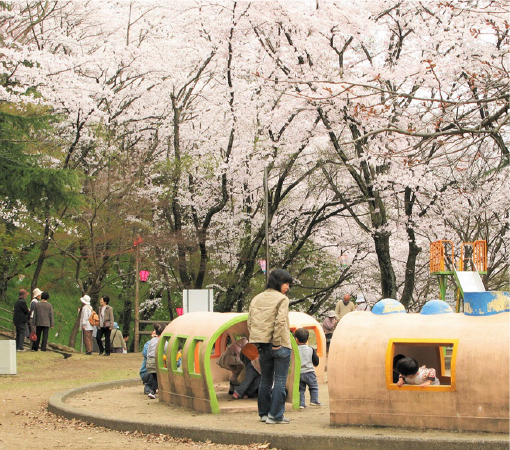 sakura in toyooka spring