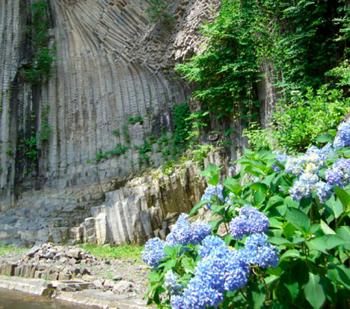 toyooka summer hydrangeas
